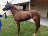 3yo Husson Lightning filly - free to good home